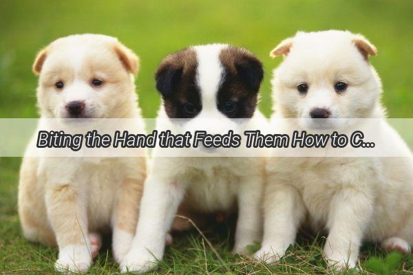 Biting the Hand that Feeds Them How to Cope with Your Dogs Unexpected Aggression